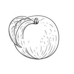 Peach engraved vintage illustration isolated on white background. Organic food hand drawn sketch . Black ink outline.