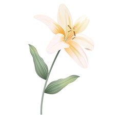 White lily isolated on a white background. Wedding invitations templates vector illustration.
