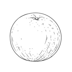 Orange engraved vintage illustration isolated on white background. Organic food hand drawn sketch . Black ink outline. 