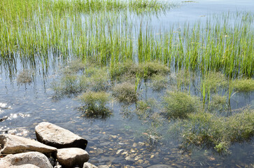 Sea lavender (Limonium carolinianum).is a salt marsh plant of the high marsh. Here a grouping of Sea Lavender is flooded by an astronomical spring tide. 