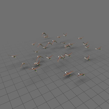 Flock of ducks in flight 2