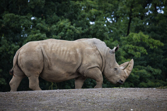 Nashorn