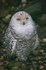 Schneeeule