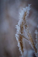 wheat covered in ice