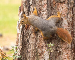 Squirrel