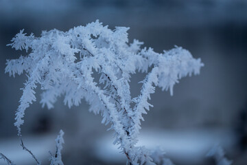 plant covered in ice