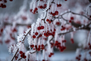 cherries covered in ice