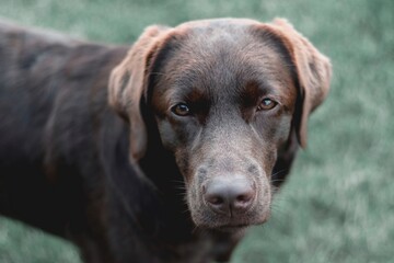 Chocolate labrador retriever on a green background. Portrait of a dog with eyes looking at you.