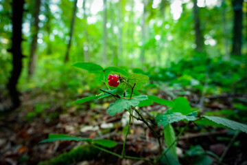 Eine Pflanze im Wald. Geschossen in der Nähe von Frankfurt.