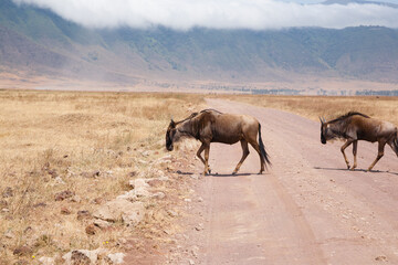 Wildebeest on Ngorongoro Conservation Area crater, Tanzania