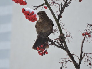 Zima Jarzębina © Iwona