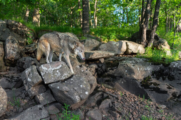 Grey Wolf (Canis lupus) Walks Along Rocks Near Forest Summer