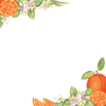 Vector Fleur d'Orange illustration. Digital watercolor simulation  illustration. Detailed colored blossom picture. …