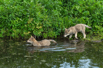 Grey Wolf (Canis lupus) Pups Wade Into Water Off Shoreline Summer