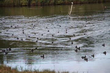 Parc ornithologique du Teich, France	