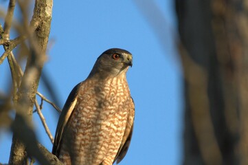 Cooper Hawk superb photo