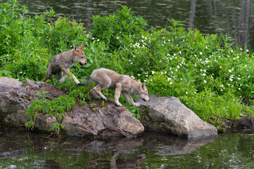 Fototapeta premium Grey Wolf (Canis lupus) Pups Walk Along Shoreline Rocks Summer