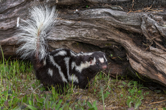 Eastern Spotted Skunk (Spilogale putorius) Turns From Log Tail Up Summer