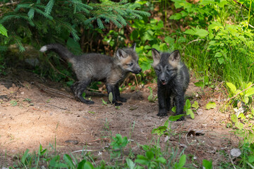 Red Fox (Vulpes vulpes) Kits Stands Near Den Summer