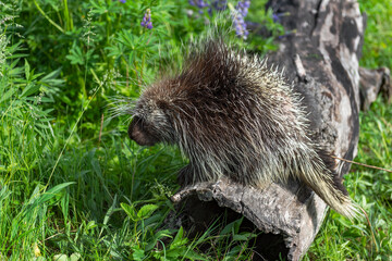 Porcupine (Erethizon dorsatum) Sits on End of Log Summer