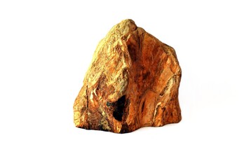 Piece of fossil wood found in Far East of Russia