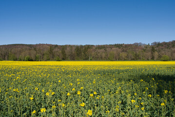 Fototapeta premium field of canola flowers