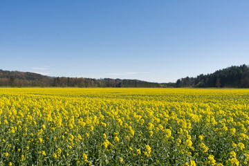 Fototapeta premium field of canola flowers