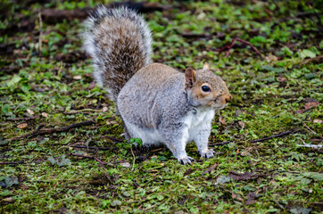 Naklejka na ściany i meble Cute brown and grey squirrel looking for food in the park.