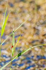 Red dragonfly perched on a green blade of grass in a pond, natural blurred bokeh background
