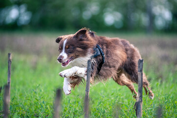 red tricolor australian shepherd dog is running like crazy in the countryside. Dog has harness on