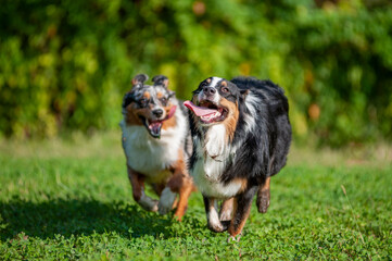 Two australian shepherd dogs are running and having fun together in a natural park