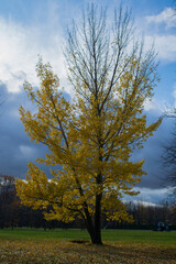 autumn landscape with trees and sky
