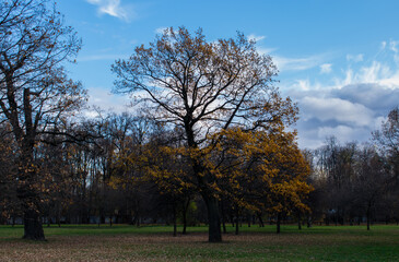 autumn landscape with trees and sky