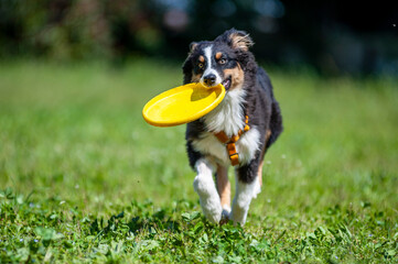 Black tricolour australian shepherd dog plyaing Disc Dog.  Puppy young dog with yellow frisbee
