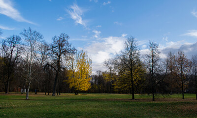 autumn landscape with trees and sky