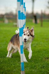 Dog is running through the slalom during an Agility Dog competition. 