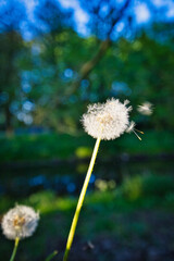 Pusteblume