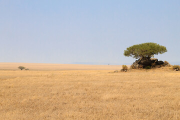 Serengeti National Park landscape, Tanzania, Africa