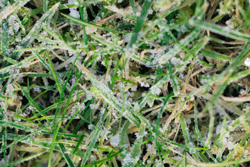 Frozen leaf on the frozen grass. Spring frosts. Winter garden care