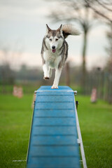 Dog running on a catwalk in an Agility course. Husky mix dog