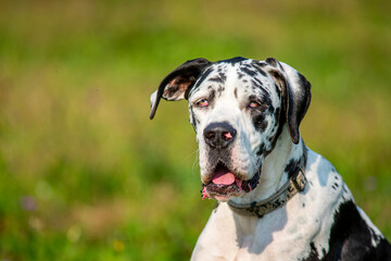Portrait of young harlequin great dane. This giant dog has floppy ears and floppy lips and a...