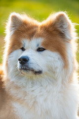 Obraz na płótnie Canvas Portrait of elegant Shiba Inu dog. American akita, japanese breed. Shiba Inu is considered sometimes a difficult dog