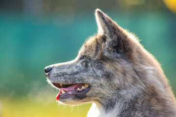 Portrait of elegant Shiba Inu dog. American akita, japanese breed. Shiba Inu is considered...