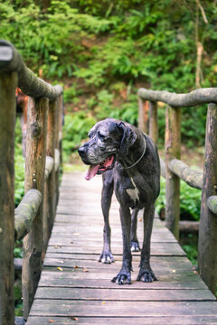Grey harlequin great dane standing on wooden bridge in autumnal forest