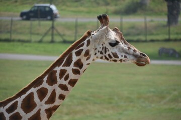 portrait of a giraffe