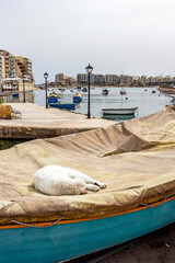 Typical Maltese street life. Stray cat sleeping on a covered boat pulled on shore at Spinola Bay, St. Julian's, Malta
