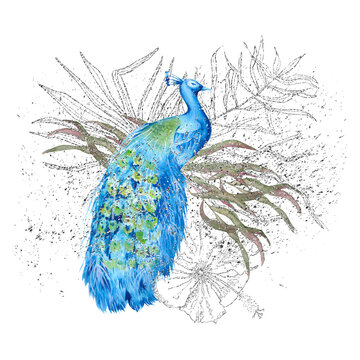 Composition with peacock and Indian decor. Isolated on a white background.