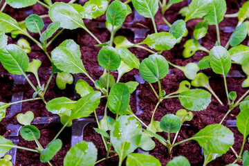 Young plants of white cabbage before planting in the spring in the ground