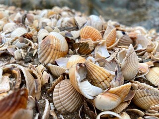 close up shot of shells washed up on the beach