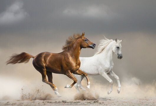 Arabian horses running wild